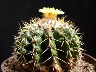 Thumbnail of 1299_Notocactus spec. FR1384_20140522_02(1).JPG